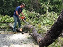 How Our Tree Care Process Works  in  Woodward, IA