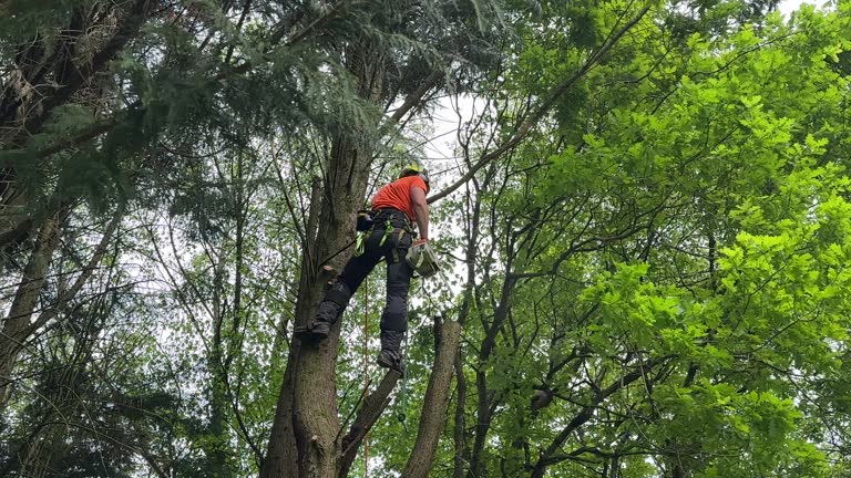 Woodward, IA Tree Services Company